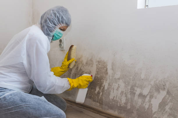 Best Residential Mold Remediation in Enterprise, UT