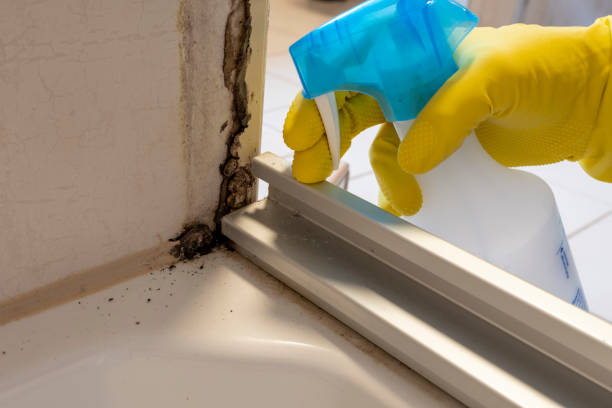 Professional Mold Remediation in Enterprise, UT