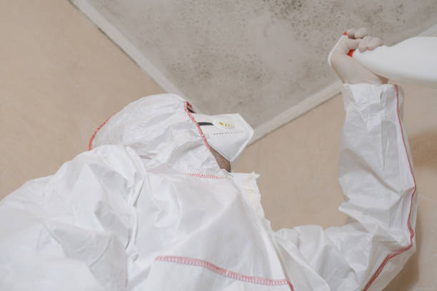 Best Commercial Mold Remediation in Enterprise, UT