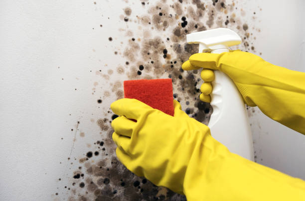 Best Health and Safety Mold Remediation in Enterprise, UT