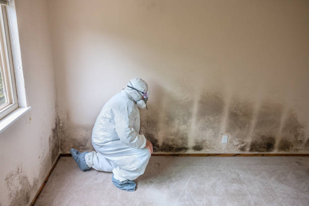 Best Basement Mold Remediation in Enterprise, UT