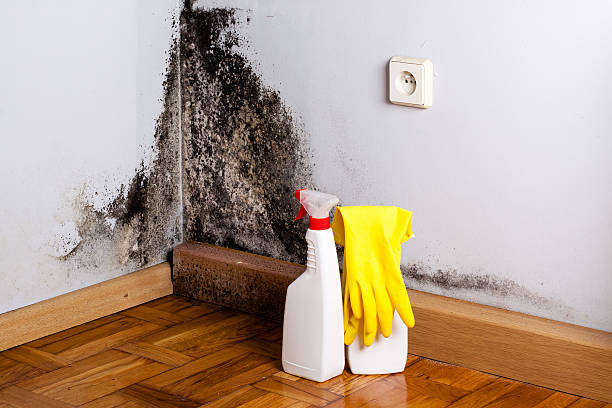 Best Attic Mold Remediation in Enterprise, UT