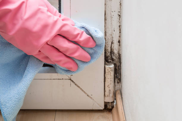 Best Emergency Mold Remediation in Enterprise, UT